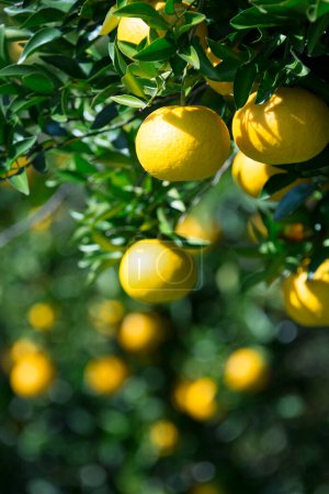 Téléchargez les photos : Citrons frais sur un arbre sur fond de nature - en image libre de droit