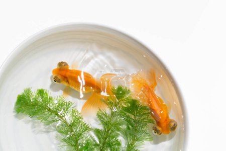 Photo for Goldfishes in white bowl, close up view - Royalty Free Image