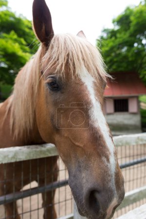 Foto de Primer plano retrato de un hermoso caballo en la granja - Imagen libre de derechos