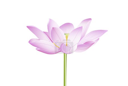 Téléchargez les photos : Belle fleur de lotus rose sur fond blanc
. - en image libre de droit