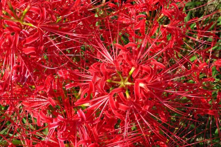 Red spider lily or cluster amaryllis flowers blooming in  Japan