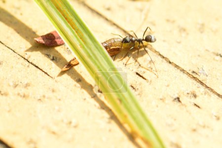 Photo for Close up of insect in nature, macro - Royalty Free Image