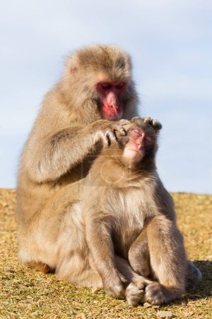 Foto de Monos macacos lindos en busca de pulgas - Imagen libre de derechos