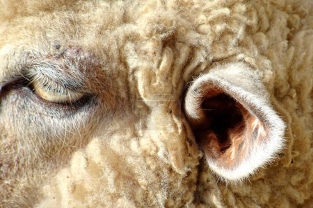 Téléchargez les photos : Un gros plan de moutons mignons dans la ferme - en image libre de droit
