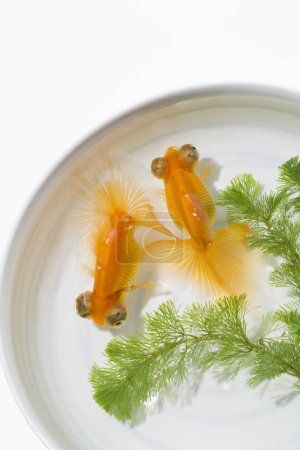 Photo for Goldfishes in white bowl, close up view - Royalty Free Image