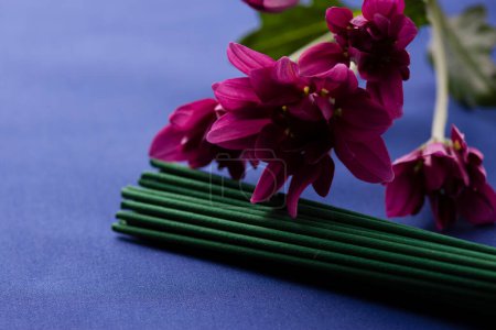 Foto de Flores de primavera con palos de olor sobre fondo azul - Imagen libre de derechos