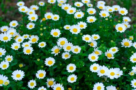 Foto de Flores de verano en el jardín, vista de cerca - Imagen libre de derechos