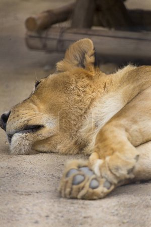 Foto de León acostado en el zoológico - Imagen libre de derechos