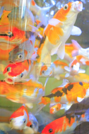 Foto de Peces en el acuario con hermoso fondo colorido - Imagen libre de derechos
