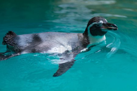 Téléchargez les photos : Pingouin nageant dans une piscine - en image libre de droit