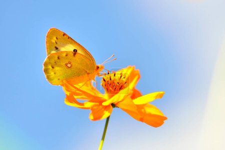 Téléchargez les photos : Papillon jaune sur belle fleur, fond nature d'été - en image libre de droit