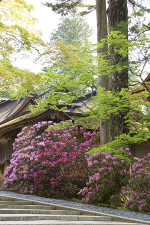 Téléchargez les photos : Beau jardin avec des arbres verts et des fleurs violettes - en image libre de droit