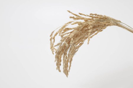 Photo for Dried ears of wheat on a white background. wheat ears. - Royalty Free Image