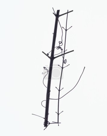Téléchargez les photos : Lettre i faite de branches sans feuilles isolées sur fond blanc - en image libre de droit
