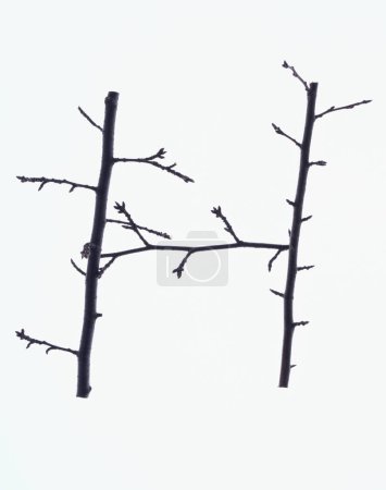 Téléchargez les photos : Lettre h faite de branches sans feuilles isolées sur fond blanc - en image libre de droit