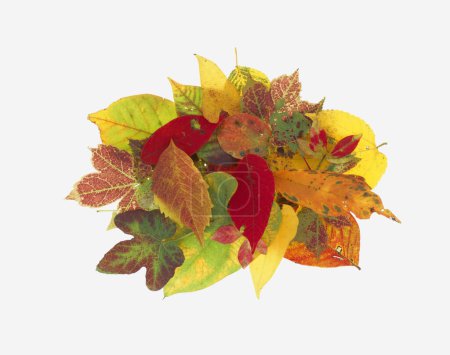 Téléchargez les photos : Feuilles d'automne isolées sur fond blanc - en image libre de droit