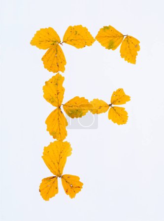 Téléchargez les photos : Lettre e faite de feuilles d'automne isolées sur fond blanc - en image libre de droit