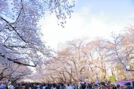 Téléchargez les photos : Foule de touristes marchant à travers les cerisiers roses en fleurs au Japon - en image libre de droit