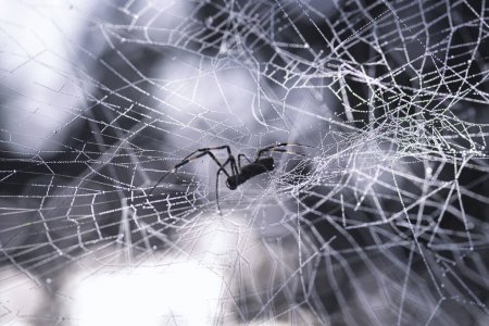 Photo for Spider web and spider, close up - Royalty Free Image
