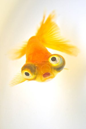Photo for Goldfish in an aquarium - Royalty Free Image