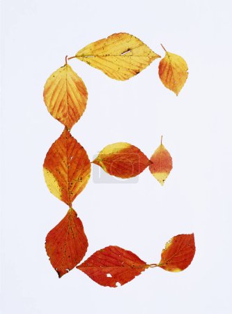 Foto de Letra e hecha de hojas de otoño aisladas sobre fondo blanco - Imagen libre de derechos