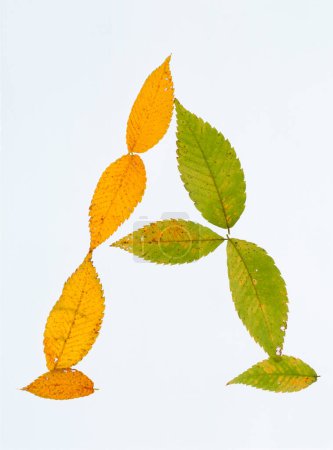 Photo for Letter a made of autumn leaves isolated on white background - Royalty Free Image