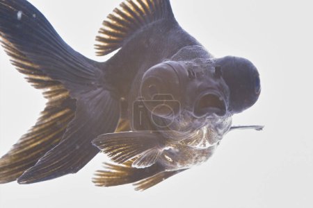 Téléchargez les photos : Beau poisson doré avec fond noir - en image libre de droit