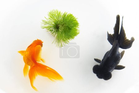 Photo for Fresh fish and seaweed on white background. top view - Royalty Free Image