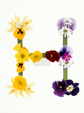 Téléchargez les photos : Lettre h faite de fleurs printanières colorées isolées sur fond blanc - en image libre de droit