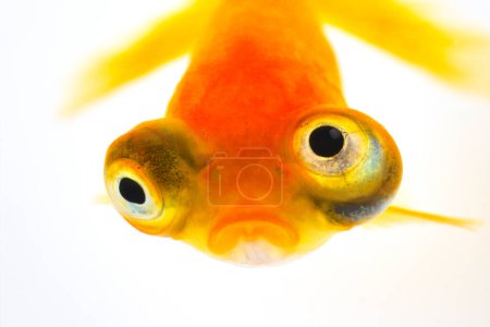 Photo for Fish in a glass - Royalty Free Image