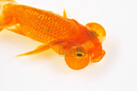 Téléchargez les photos : Poisson orange isolé sur fond blanc - en image libre de droit