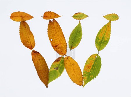 Téléchargez les photos : Lettre w faite de feuilles d'automne isolées sur fond blanc - en image libre de droit