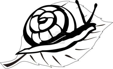 Téléchargez les photos : Modèle de logo escargot, illustration en noir et blanc - en image libre de droit