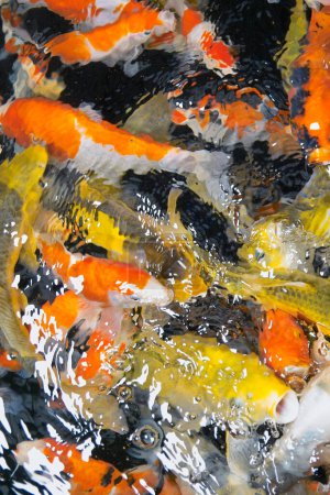 Foto de Peces koi en un estanque con peces carpa koi - Imagen libre de derechos