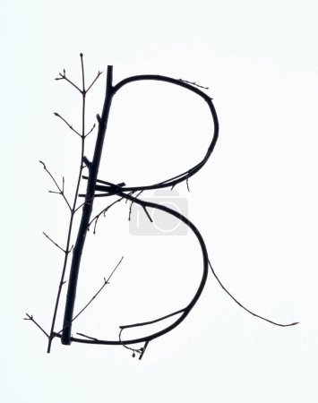 Téléchargez les photos : Lettre b faite de branches sans feuilles isolées sur fond blanc - en image libre de droit