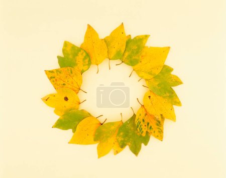 Photo for Autumn leaves isolated on white background - Royalty Free Image
