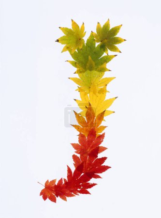 Téléchargez les photos : Lettre j faite de feuilles d'automne isolées sur fond blanc - en image libre de droit