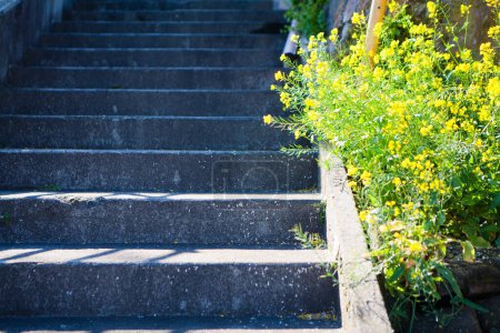 Photo for Steps in the park - Royalty Free Image