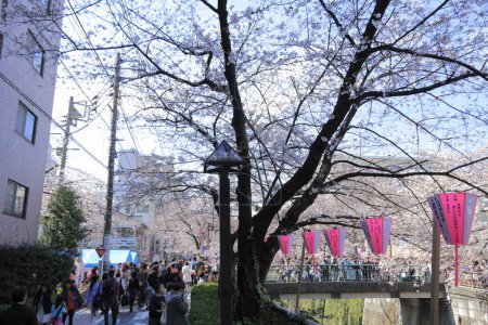 Foto de Multitud de turistas caminando por florecientes cerezos rosados en Japón - Imagen libre de derechos