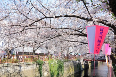 Téléchargez les photos : Foule de touristes marchant à travers les cerisiers roses en fleurs au Japon - en image libre de droit