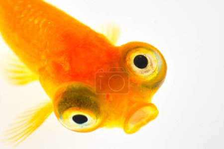 Téléchargez les photos : Gros plan d'un poisson rouge sur fond blanc - en image libre de droit