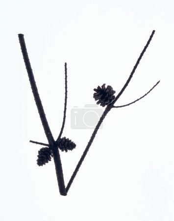 Foto de Letra v hecha de ramas sin hojas aisladas sobre fondo blanco - Imagen libre de derechos