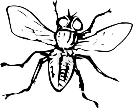 Téléchargez les photos : Illustration noir et blanc de mouche sur fond blanc - en image libre de droit