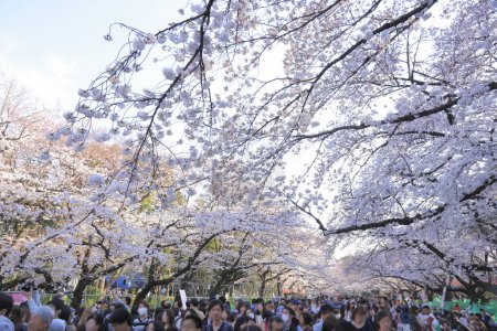 Foto de Multitud de turistas caminando por florecientes cerezos rosados en Japón - Imagen libre de derechos
