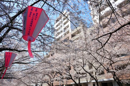Photo for Cherry blossom time in japan - Royalty Free Image