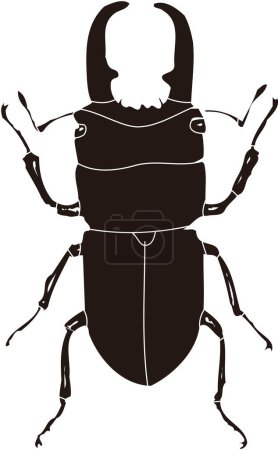 Téléchargez les photos : Illustration de dessin de scarabée sur fond blanc - en image libre de droit