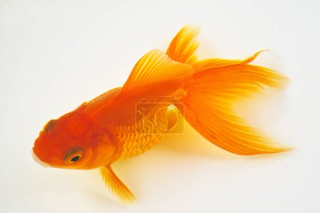 Photo for Red fish, isolated on white - Royalty Free Image