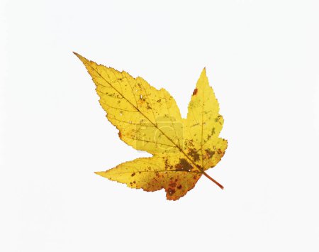 Téléchargez les photos : Feuille d'automne sur fond blanc - en image libre de droit