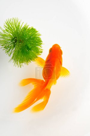 Photo for Goldfish on white background - Royalty Free Image