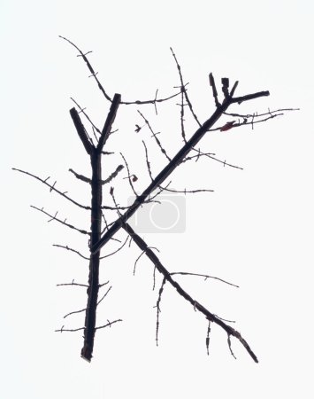 Téléchargez les photos : Lettre k faite de branches sans feuilles isolées sur fond blanc - en image libre de droit